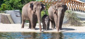 Zoo Reale Artis Amsterdam