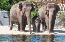 Zoo Reale Artis Amsterdam